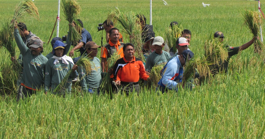 Panen Raya Padi Kanor