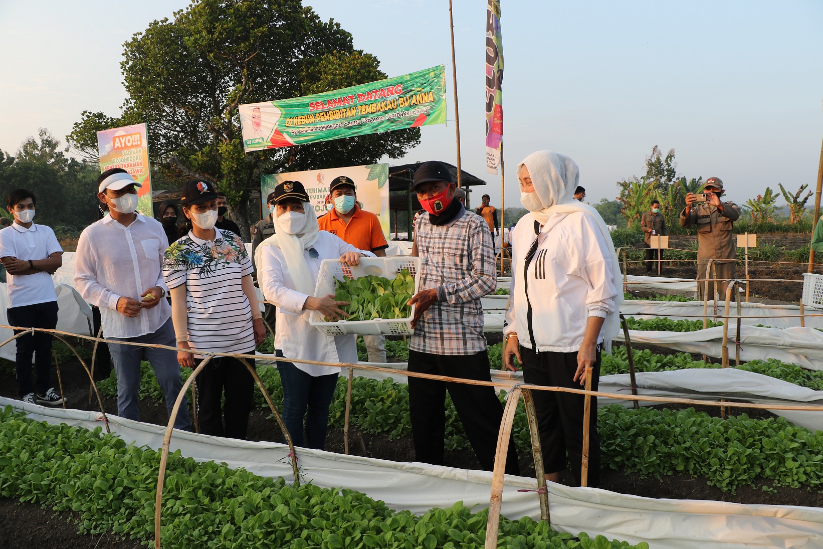 Bupati Berikan Bibit Tembakau Jawa Untuk Petani