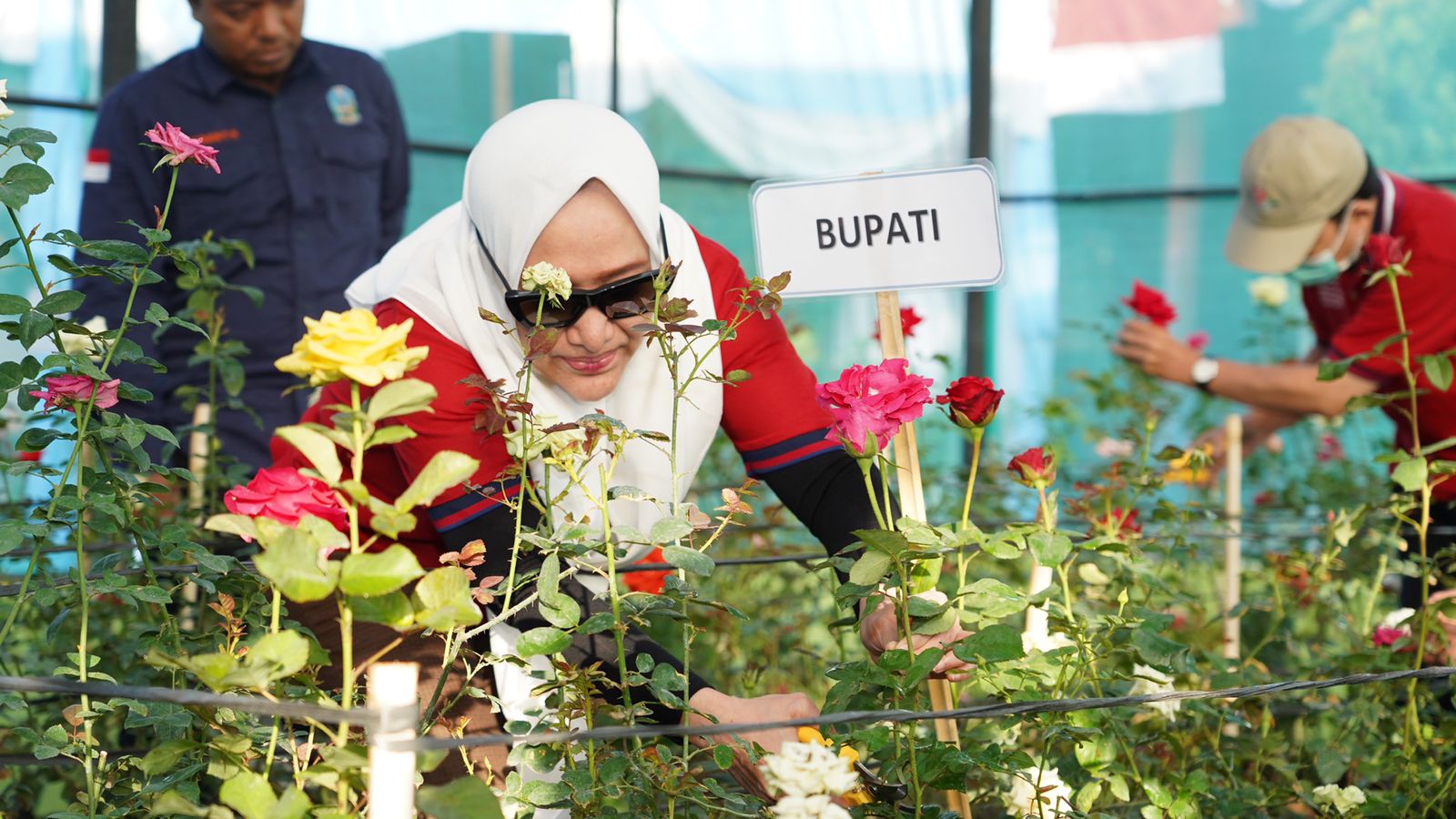 Bupati Bojonegoro Resmikan Kebun Mawar "Buana Indah" Di Margomulyo.