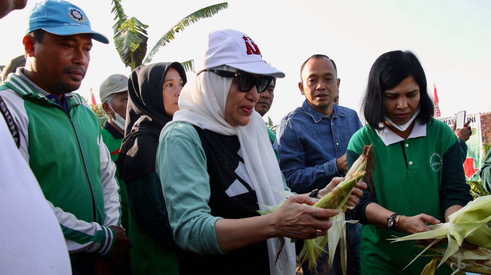Panen Jagung Pulut, Bupati Berharap Gerakan Potensi Lahan Untuk Tanaman Pangan