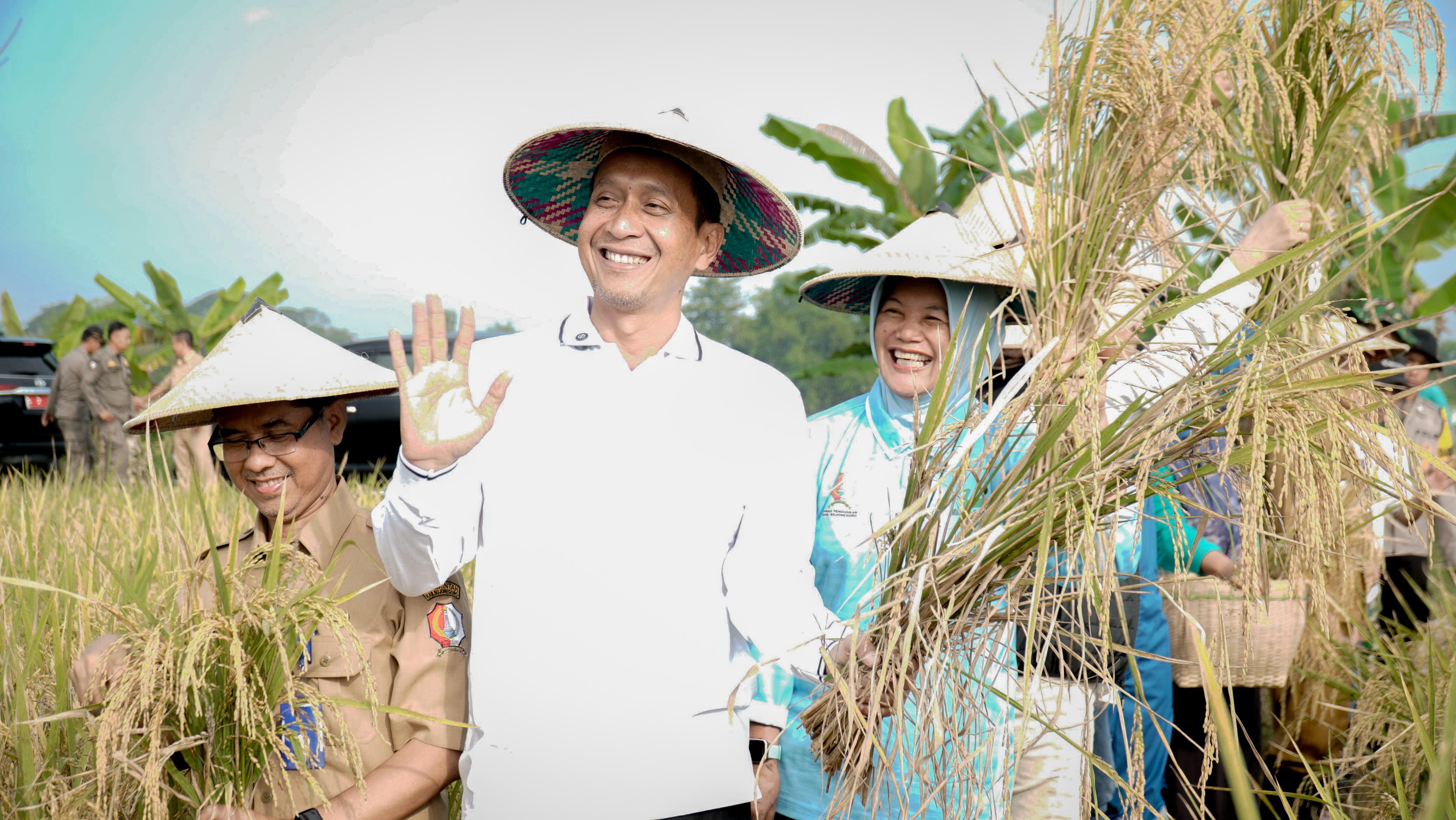 Panen Raya Padi Organik di Bojonegoro Buktikan Tanah Subur dan Petani Sejahtera!